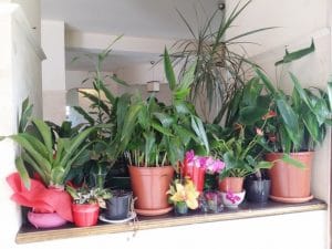 Amvrosia - restaurant grecesc in Bucuresti