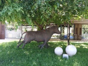 Argentine, steak and sushi restaurant in Parcul Herastrau