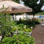 Gradina restaurantului grecesc Amvrosia din Pipera 01