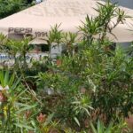 Gradina restaurantului grecesc Amvrosia din Pipera 03