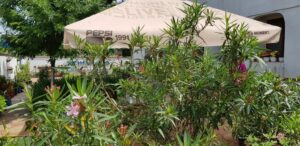 Gradina restaurantului grecesc Amvrosia din Pipera 03