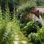 Gradina restaurantului grecesc Amvrosia din Pipera 04