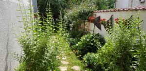 Gradina restaurantului grecesc Amvrosia din Pipera 04