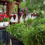Gradina restaurantului grecesc Amvrosia din Pipera 06