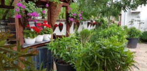 Gradina restaurantului grecesc Amvrosia din Pipera 06