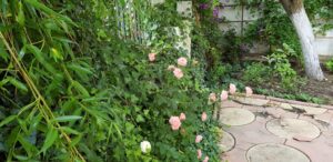 Gradina restaurantului grecesc Amvrosia din Pipera 07