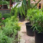 Gradina restaurantului grecesc Amvrosia din Pipera 08