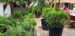 Gradina restaurantului grecesc Amvrosia din Pipera 08