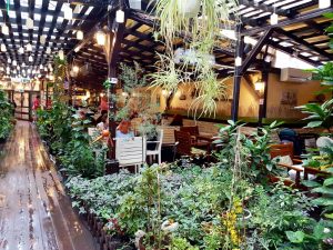 Journey Pub, local in centrul Bucurestiului (Piata Romana), cu terasa plina de vegetatie