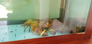 Mesogios Seafood, restaurant cu peste si fructe de mare in cartierul Primaverii