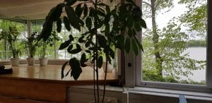 Pescarus, restaurant turistic in Parcul Herastrau din Bucuresti