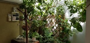 Zahanaua Gastronomica Zexe de la Gradina Icoanei in Bucuresti