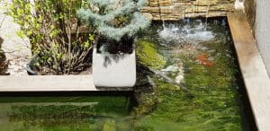 Zen Sushi, restaurant japonez pe Grigore Alexandrescu in Bucuresti