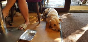 Gargantua Park, restaurant cu specific multicuisine la Parcul Gradina Icoanei