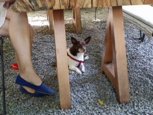 Gradina Verona din Bucuresti