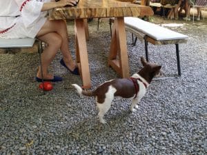 Gradina Verona din Bucuresti