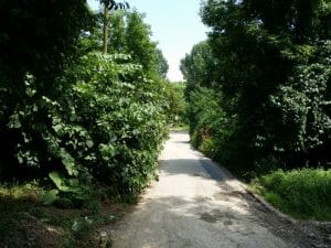 Malul lacului Plumbuita, Bucuresti