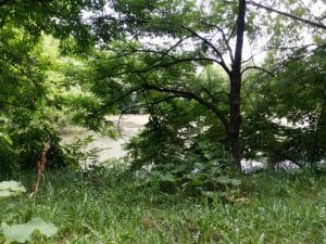 Malul lacului Plumbuita, Bucuresti