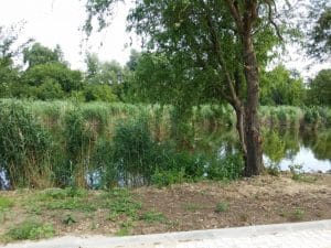 Malul lacului Plumbuita, Bucuresti