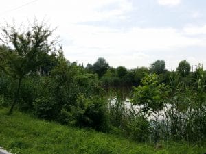 Malul lacului Plumbuita, Bucuresti