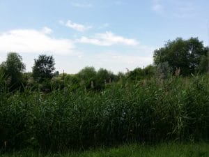 Malul lacului Plumbuita, Bucuresti