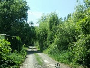 Malul lacului Plumbuita, Bucuresti