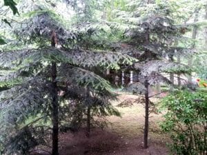 Mc Monis, restaurant pentru nunti si evenimente in Bucuresti