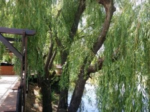 Metafish, restaurant pescaresc grecesc in Complex Jardin, lacul Plumbuita