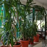 Restaurantul Monte Carlo de pe lacul din Parcul Cismigiu