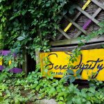Serendipity, ceainarie si cafea boema in Bucuresti