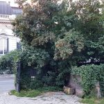 Serendipity, ceainarie si cafenea boema la Parcul Ioanid, pe Dumbrava Rosie