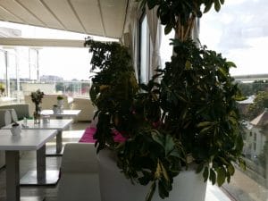 SkyBar Dorobanti, rooftop restaurant in Calea Dorobantilor din Bucuresti