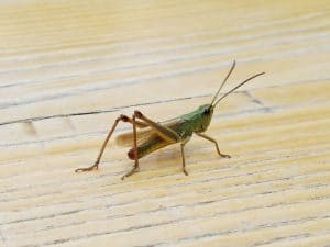 Animaletto, pizza bar pe Visarion in Bucuresti