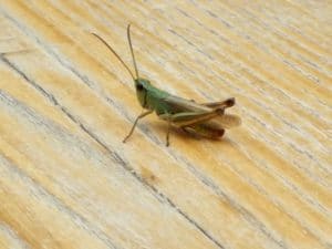 Animalutz la Animaletto Pizza Bar