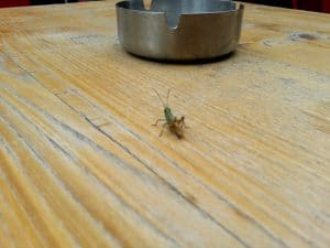 Animalutz la Animaletto Pizza Bar