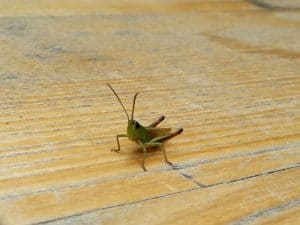 Animalutz la Animaletto Pizza Bar