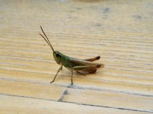 Animalutz la Animaletto Pizza Bar