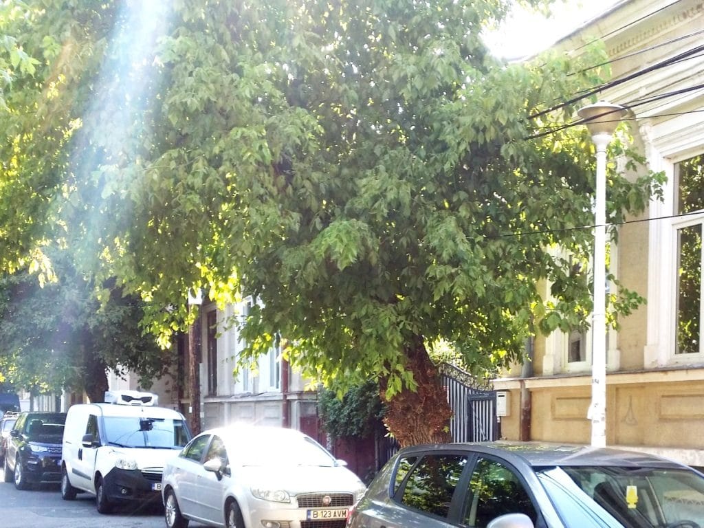 Strada Bistroului Guxt