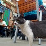 Club Fabrica, local boem pe strada 11 Iunie, langa parcul Carol
