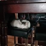 Coppers Pub, club si bistrou boem