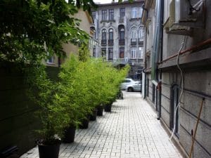 Edo Sushi Garden, restaurant japonez pe Stirbei Voda in Bucuresti