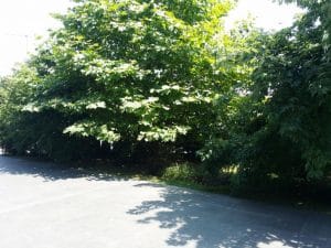 Golden Blitz, restaurant cu specific romanesc la Razoare