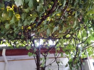 Hiro Sushi, mic restaurant japonez in Piata Dorobantilor