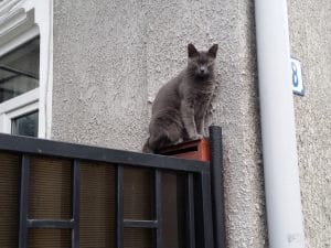 Hiro Sushi, mic restaurant japonez in Piata Dorobantilor