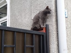 Hiro Sushi, mic restaurant japonez in Piata Dorobantilor