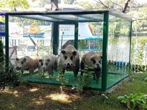 Insula Copiilor, Complex Herastrau, un restaurant child friendly in Parcul Herastrau