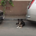 Jacques Pot, terasa boema in Bucurestiul vechi