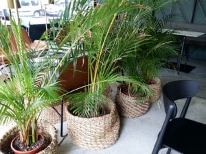 Kane World Food Studio