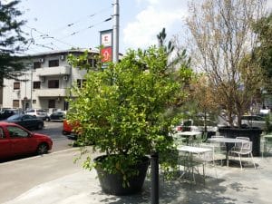 Kane World Food Studio