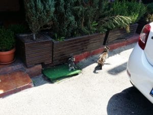 La Cocosatu, restaurant traditional romanesc la Baneasa